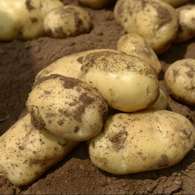 新鲜土豆